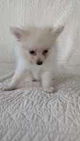 Creamer, a female Pomeranian for sale in Shipshewana, IN – 4 of 10