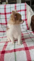 Max, a male Pomeranian for sale in Shipshewana, IN – 2 of 10