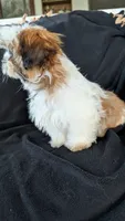 Jax, a male Shih Tzu for sale in Shipshewana, IN – 4 of 10