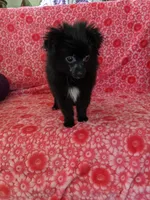 Marco, a male Pomeranian for sale in Shipshewana, IN – Photo 9 of 10