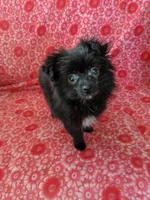 Marco, a male Pomeranian for sale in Shipshewana, IN – Photo 6 of 10