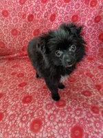 Marco, a male Pomeranian for sale in Shipshewana, IN – Photo 10 of 10
