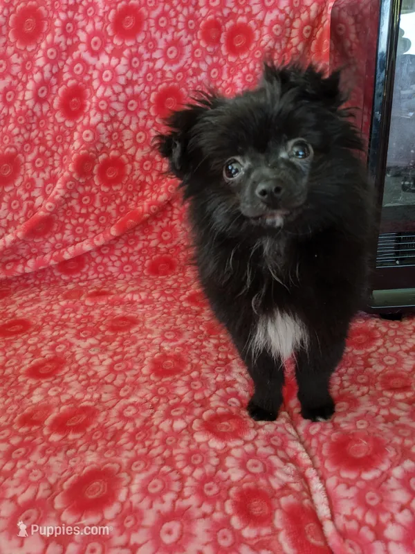 Marco, a male Pomeranian for sale in Shipshewana, IN – Photo 1 of 10