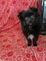 Marco, a male Pomeranian for sale in Shipshewana, IN – Photo 1 of 10
