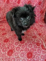 Marco, a male Pomeranian for sale in Shipshewana, IN – Photo 8 of 10
