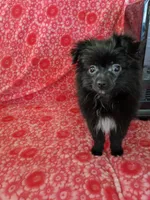 Marco, a male Pomeranian for sale in Shipshewana, IN – Photo 5 of 10