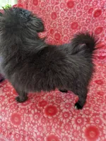 Marco, a male Pomeranian for sale in Shipshewana, IN – Photo 2 of 10