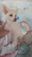 Cloe, a female Pomeranian for sale in Shipshewana, IN – 5 of 10