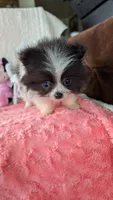 Lasso, a male Pomeranian for sale in Shipshewana, IN – 10 of 10