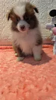 May, a male Pomeranian for sale in Shipshewana, IN – 4 of 10