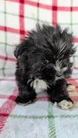 Libby , a female Maltipom for sale in Shipshewana, IN – 10 of 10