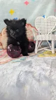 Cinder, a male Pomeranian for sale in Shipshewana, IN – 6 of 10