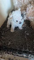 Serena, a female Pomapoo for sale in Shipshewana, IN – 2 of 9