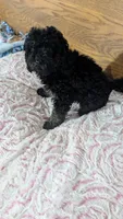 Patsie, a female Poodle - Toy  for sale in Shipshewana, IN – 6 of 10