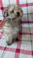 Dusty , a male Maltipoo for sale in Shipshewana, IN – 7 of 10