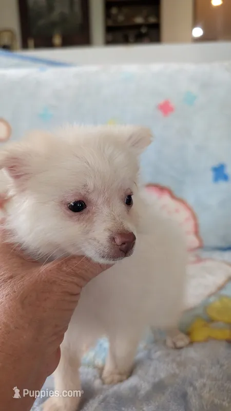 Cloe – Pomeranian puppy for sale in Shipshewana, IN