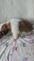 Jax, a male Shih Tzu for sale in Shipshewana, IN – 8 of 10
