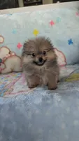 Leasel, a male Pomeranian for sale in Shipshewana, IN – 6 of 10