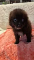 Gus, a male Pomeranian for sale in Shipshewana, IN – 7 of 10