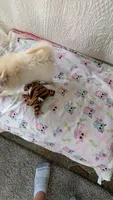 Tracy, a female Pomeranian for sale in Shipshewana, IN – 6 of 10