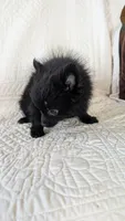 Haillie, a female Pomeranian for sale in Shipshewana, IN – 9 of 10