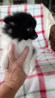 Waver, a male Pomeranian for sale in Shipshewana, IN – 1 of 3