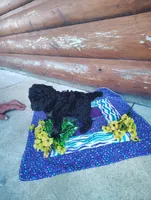 Serena, a female Poodle - Toy  for sale in Shipshewana, IN – 10 of 10