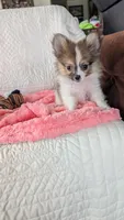 Buttercup , a female Pomeranian for sale in Shipshewana, IN – 4 of 8