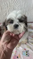 Jax, a male Shih Tzu for sale in Shipshewana, IN – 6 of 10