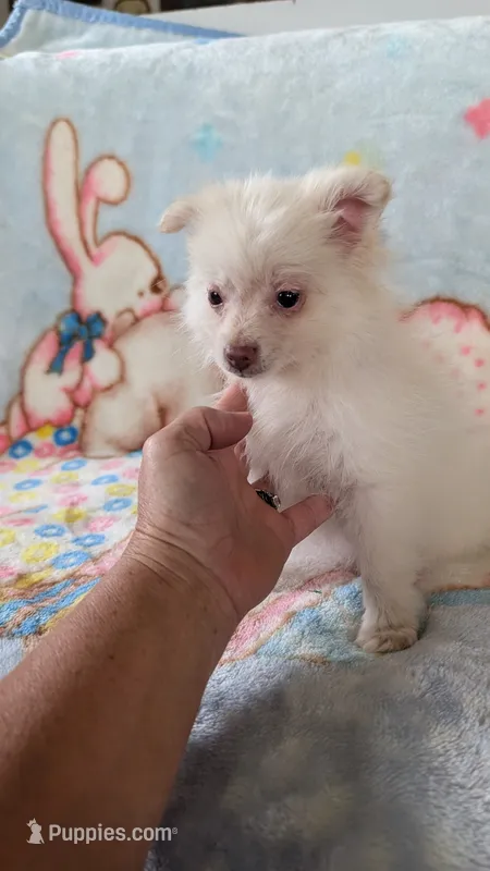 Cloe – Pomeranian puppy for sale in Shipshewana, IN