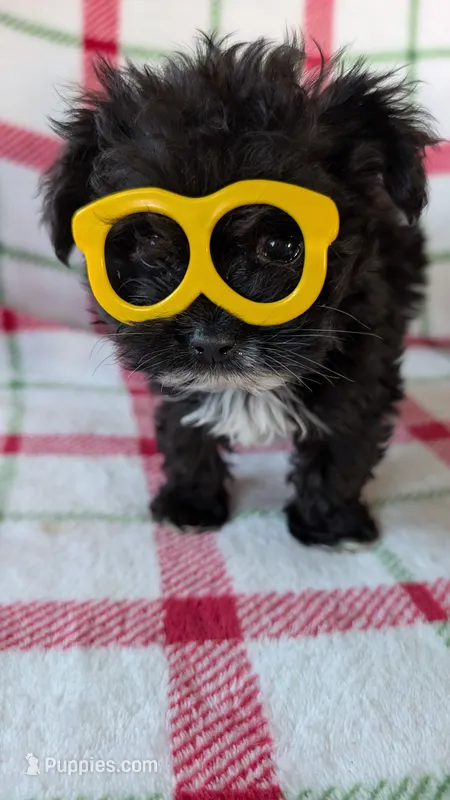 Lorrie  – Maltipom puppy for sale in Shipshewana, IN