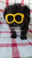 Lorrie , a female Maltipom for sale in Shipshewana, IN – 1 of 10