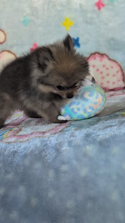 Leasel, a male Pomeranian for sale in Shipshewana, IN – 10 of 10