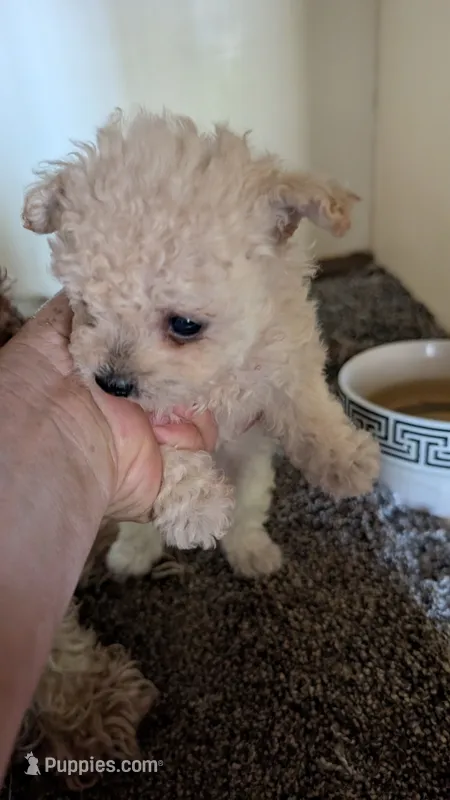 Serena – Pomapoo puppy for sale in Shipshewana, IN