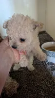 Serena, a female Pomapoo for sale in Shipshewana, IN – 1 of 9