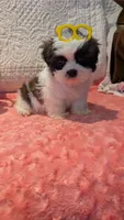 Tracker , a male Shih Tzu for sale in Shipshewana, IN – 7 of 9