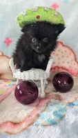 Barry , a male Pomeranian for sale in Shipshewana, IN – 9 of 10