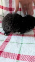 Libby , a female Maltipom for sale in Shipshewana, IN – 9 of 10