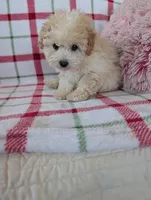 Benny , a male Pomapoo for sale in Shipshewana, IN – Photo 9 of 10