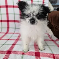 Betsy , a female Pomeranian for sale in Shipshewana, IN – Photo 7 of 10