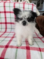 Betsy , a female Pomeranian for sale in Shipshewana, IN – Photo 7 of 10