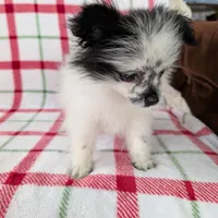 Betsy , a female Pomeranian for sale in Shipshewana, IN – Photo 3 of 10