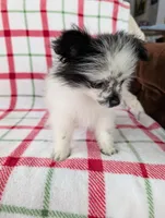 Betsy , a female Pomeranian for sale in Shipshewana, IN – Photo 3 of 10