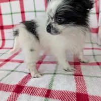 Betsy , a female Pomeranian for sale in Shipshewana, IN – Photo 8 of 10