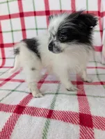 Betsy , a female Pomeranian for sale in Shipshewana, IN – Photo 8 of 10