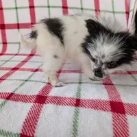 Betsy , a female Pomeranian for sale in Shipshewana, IN – Photo 9 of 10