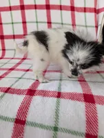 Betsy , a female Pomeranian for sale in Shipshewana, IN – Photo 9 of 10