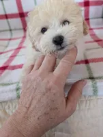 Benny , a male Pomapoo for sale in Shipshewana, IN – Photo 10 of 10