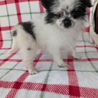 Betsy , a female Pomeranian for sale in Shipshewana, IN – Photo 10 of 10
