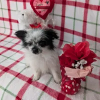 Betsy , a female Pomeranian for sale in Shipshewana, IN – Photo 1 of 10